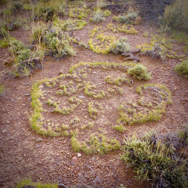 [Image: fairy_ring.jpg]